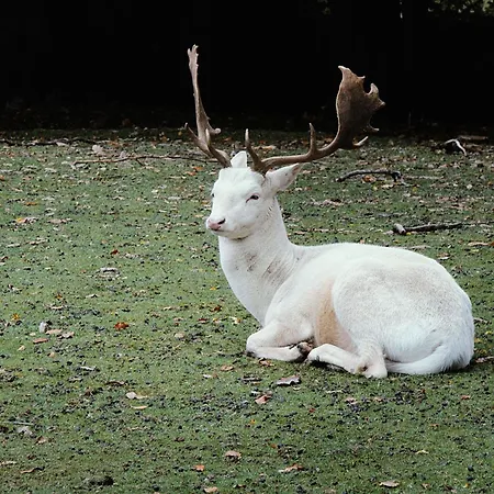 Haus Mersche Casa de Férias *